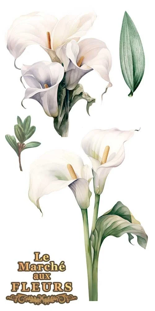 transfers decorativos 15x30cm 4 hojas calla lily art. nr. pfy 14771
