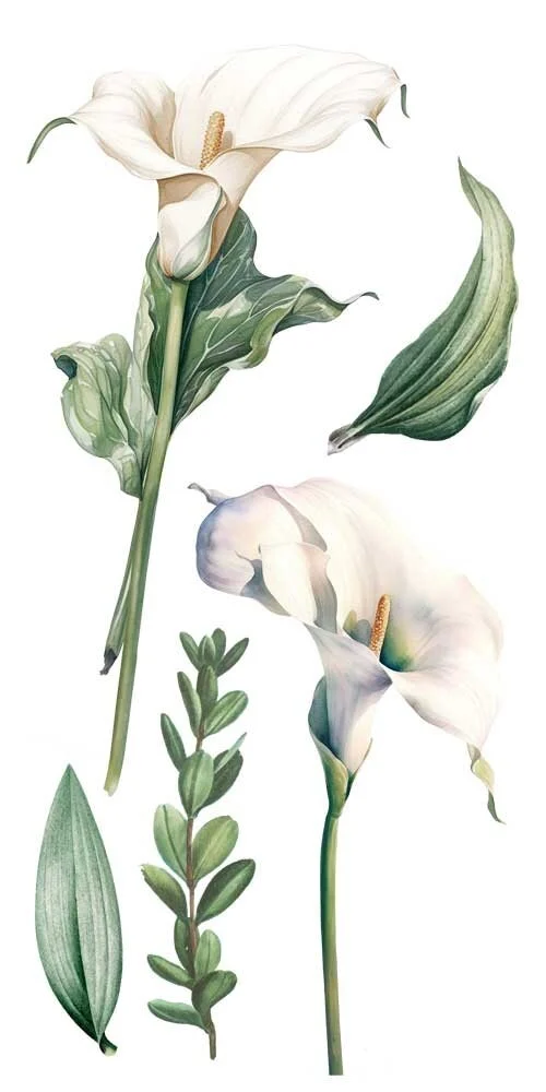 transfers decorativos 15x30cm 4 hojas calla lily art. nr. pfy 14771