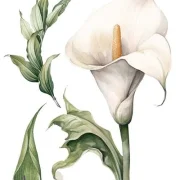 transfers decorativos 15x30cm 4 hojas calla lily art. nr. pfy 14771