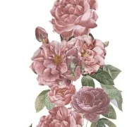 transfers decorativos 15x30cm 4 hojas roses art. nr. pfy 14765