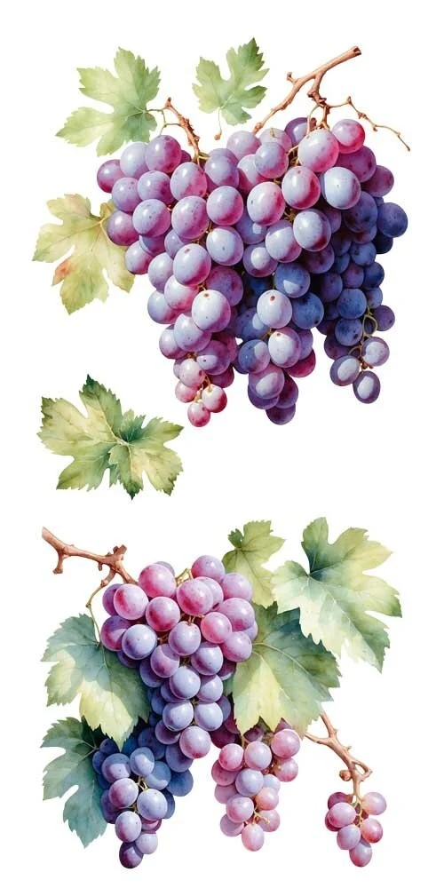 transfers decorativos 15x30cm 4 hojas uvas art. nr. pfy 14777