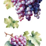 transfers decorativos 15x30cm 4 hojas uvas art. nr. pfy 14777