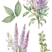 transfers decorativos 15x30cm 4 hojas lilacs art. nr. pfy 14773
