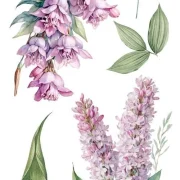 transfers decorativos 15x30cm 4 hojas lilacs art. nr. pfy 14773