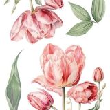 transfers decorativos 15x30cm 4 hojas – tulipanes art. nr. pfy 14774